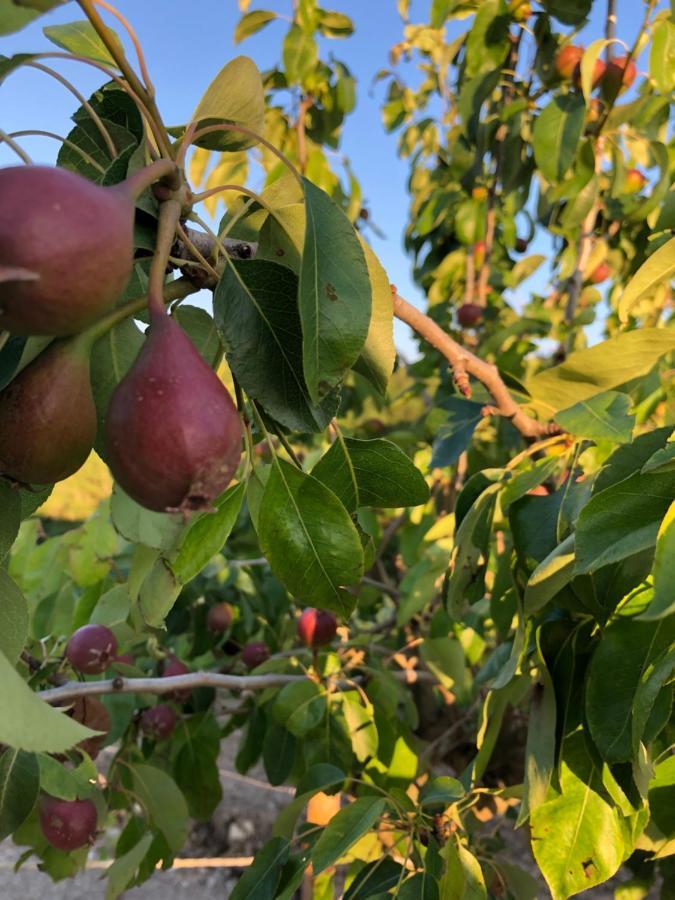 Podere Il Sasso Barberino di Mugello Εξωτερικό φωτογραφία